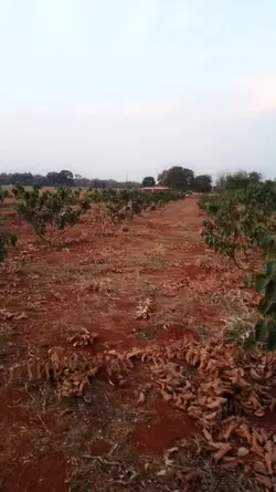 teporao 