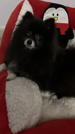 🐾Baby’s Photoshoot🐾