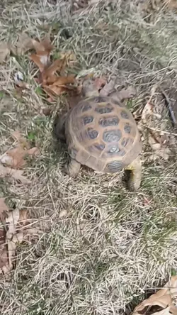 meet my pet tortoise