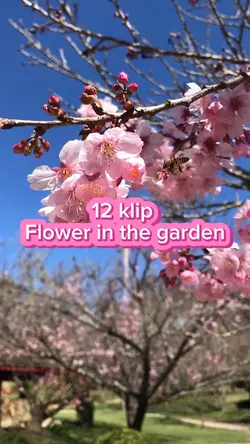Flower in the garde
