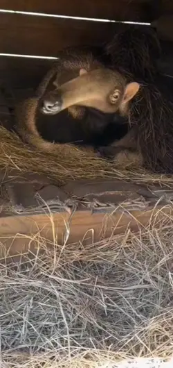 anteater
