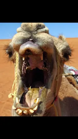 camel twin