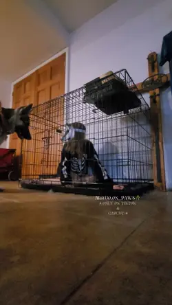 Let me out! 
