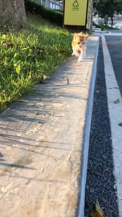 gatinho 