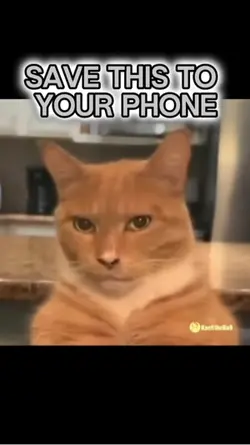 Mewing Cat