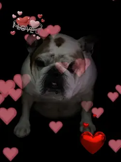 Pet valentine