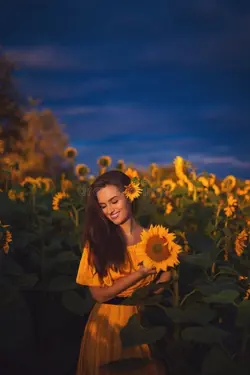 Sunflower photo