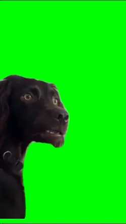 Dog Suspicious 