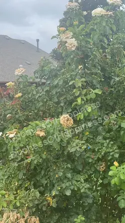 Custom Watermark