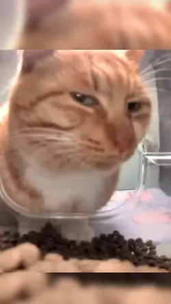 Suspicious Cat