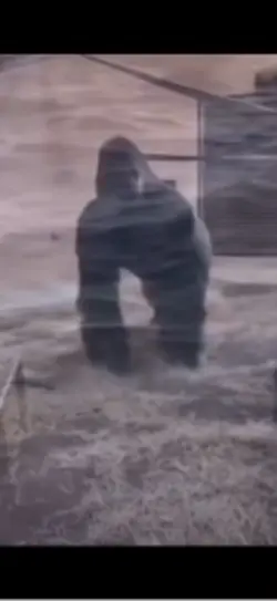 Gorilla 