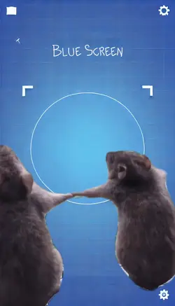Culto dos ratos