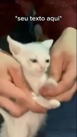 o baile dos cat