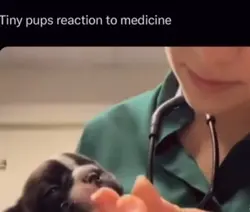 Puppy reacts to medi