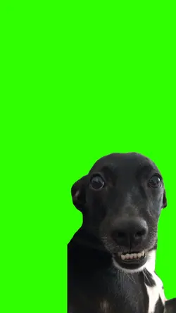 meme dog