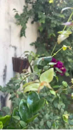 Flor no jardim 
