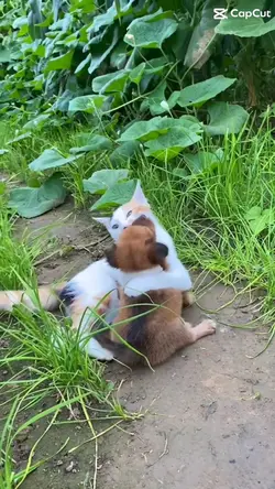 Cat and dog fun