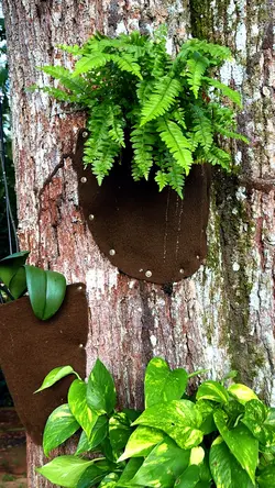 Plantas
