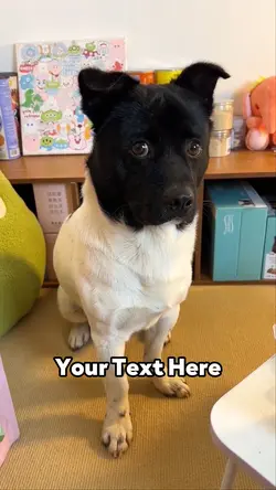 Guilty Dog 