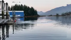 Whales 