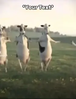 Cows Meme