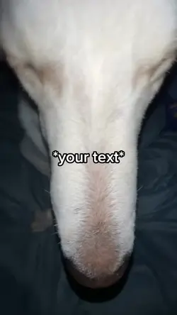 Funny dog