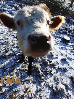 country boy