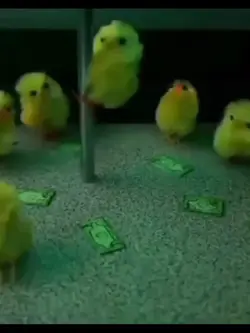 Duck Dance 