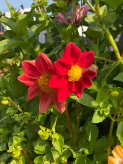 summer garden