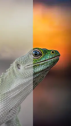 Before and After. 