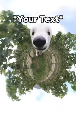 Dog running