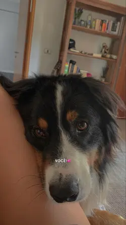 TREND FOFA PET