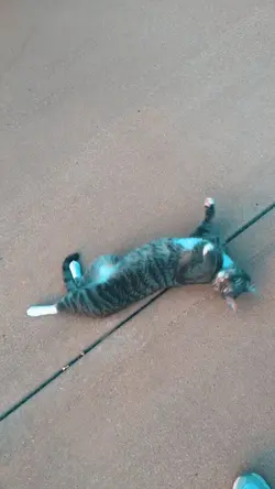 CAT!!! 