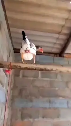 galinha botando ovo
