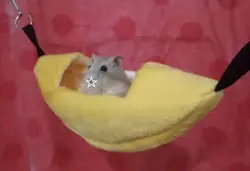 hamsters🎀❤️