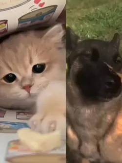 Cats or dogs