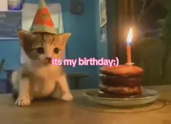 birthday cat