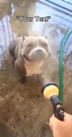 Happy Dog 