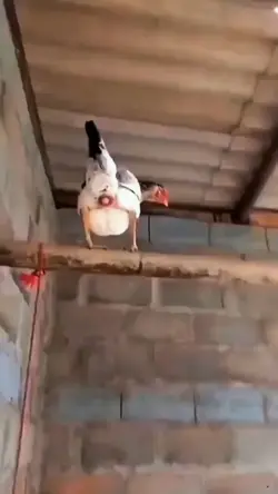 ovo galinha caipira 