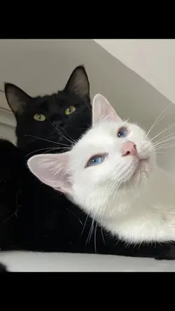 gatos