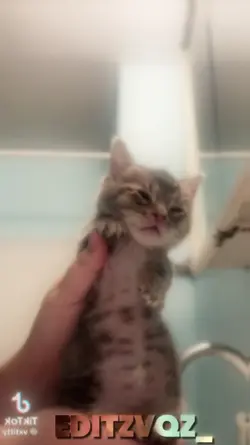 Tyla Dance Cat