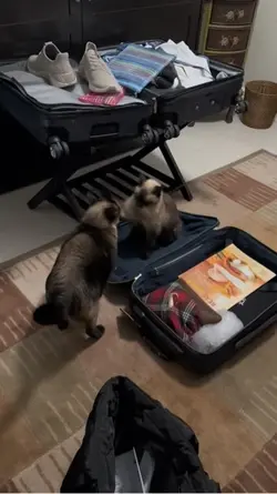siamese cats