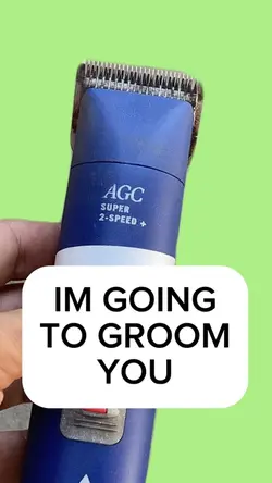 IM GOING 2 GROOM YOU