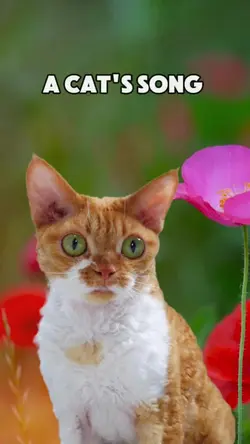 A Cat's Song 