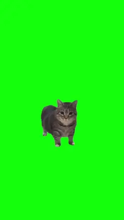 Oii Ai Cat