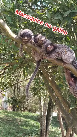 macaquinhos