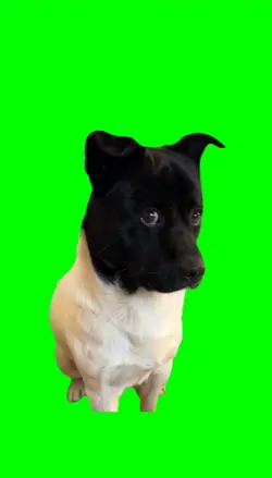 Guilty dog