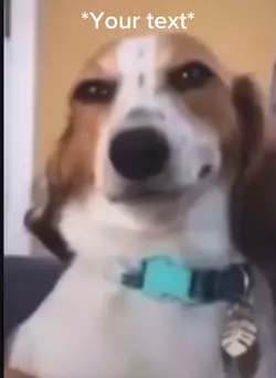 Dog smirking