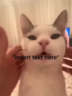 Kitten Purring 