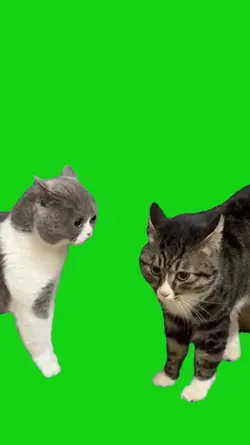 gatos brigando 